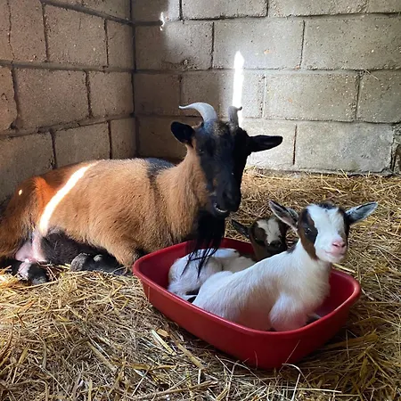 Le Cocon - Domaine De La Houblette Challans