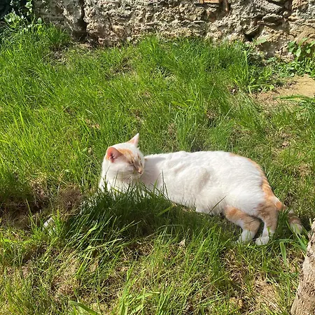 Le Cocon - Domaine De La Houblette * Challans