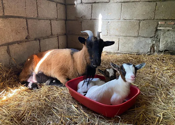 Le Cocon - Domaine De La Houblette Challans