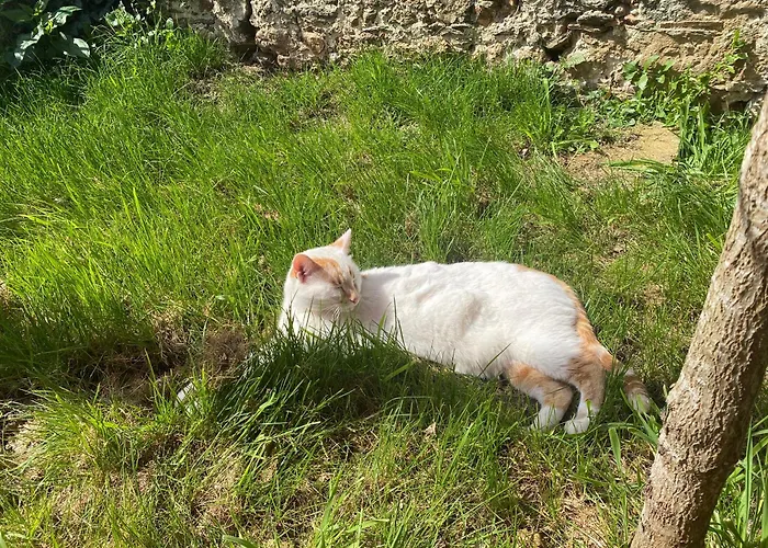 Le Cocon - Domaine De La Houblette * Challans